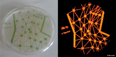 Active photosynthesis of printed algae wallpaper.jpg