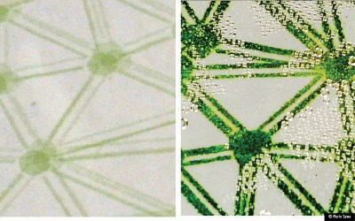 Before and after growth of printed algae wallpaper