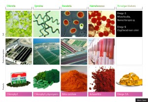 Nutraceuticals from algae
