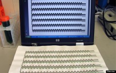 Algae Printing for the production of printable biophotovoltaic (BPV) wallpaper.